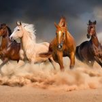 iran-horseback-riding