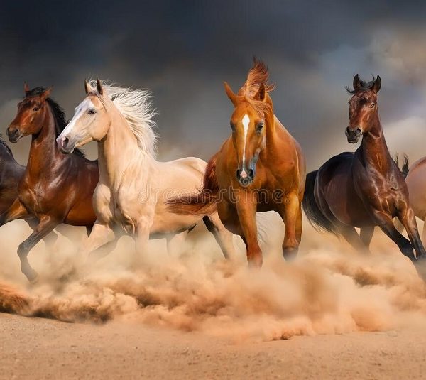 iran-horseback-riding