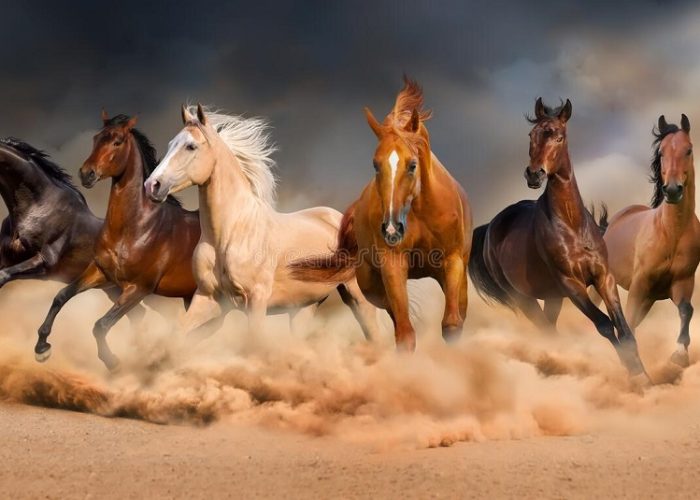 iran-horseback-riding