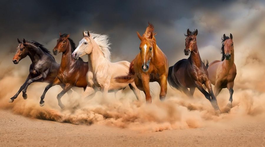 iran-horseback-riding