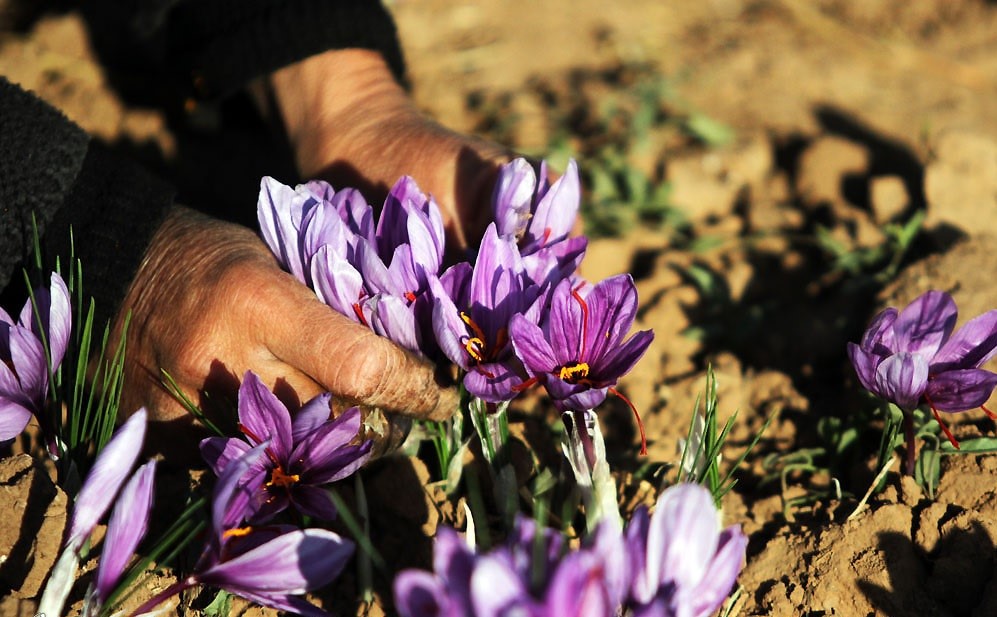  Buy saffron in Iran – traditional souvenir